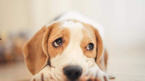 娱乐吃瓜酱送小狗视频在线观看,萌宠来袭，温馨瞬间引网友热议