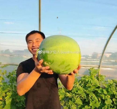 西瓜视频吃瓜猪娱乐,西瓜视频热门搞笑内容盘点