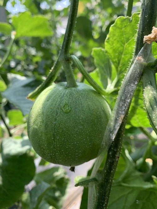 娱乐吃瓜号怎么做,如何轻松成为娱乐圈的“情报达人”